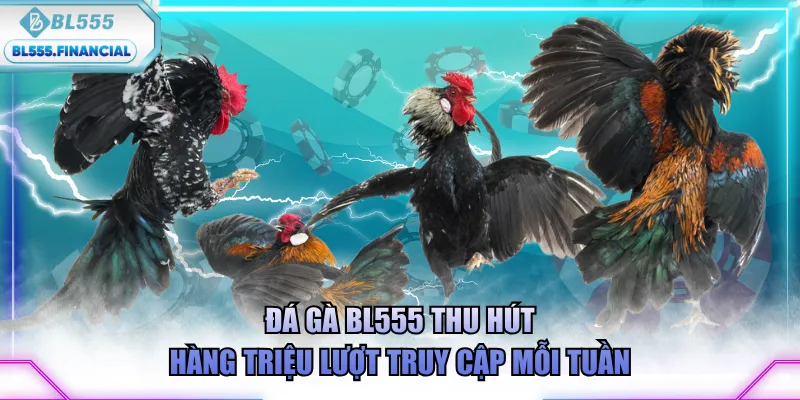 Đá gà BL555 thu hút hàng triệu lượt truy cập mỗi tuần